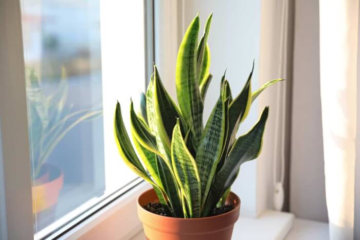 12 Easy Houseplants That Grow Well On Cold Winter Days - 79