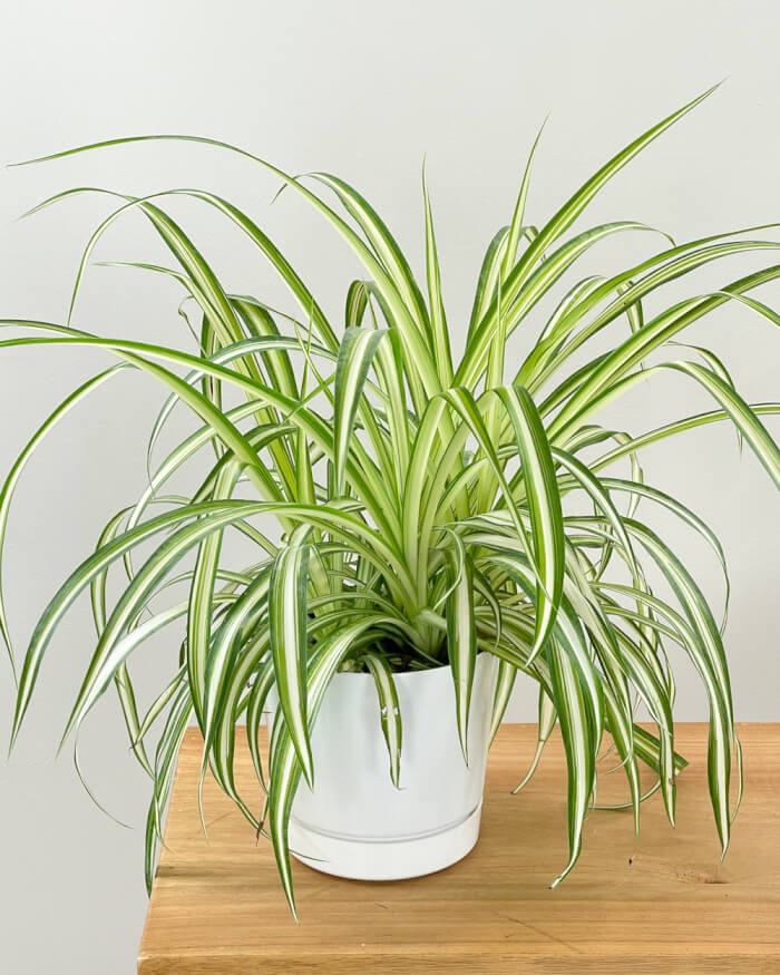 12 Easy Houseplants That Grow Well On Cold Winter Days - 83