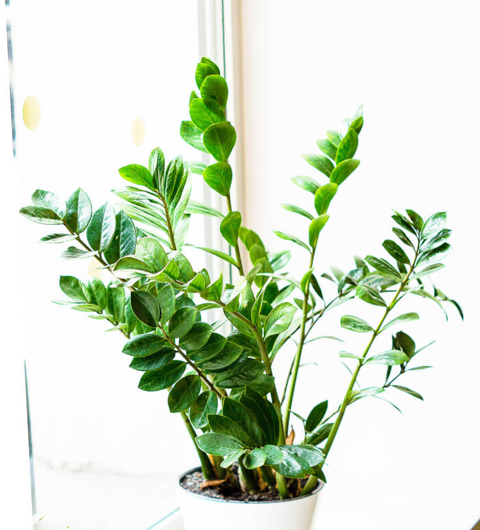 12 Easy Houseplants That Grow Well On Cold Winter Days - 93