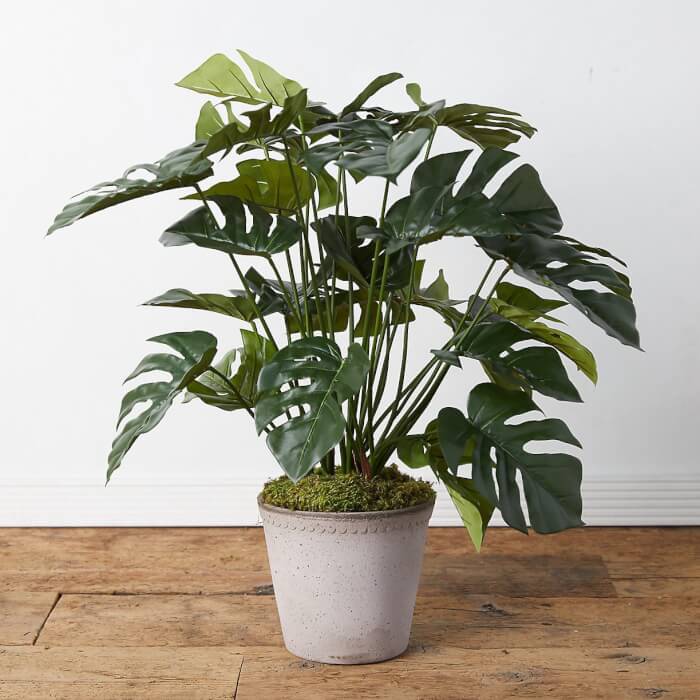 12 Easy Houseplants That Grow Well On Cold Winter Days - 97
