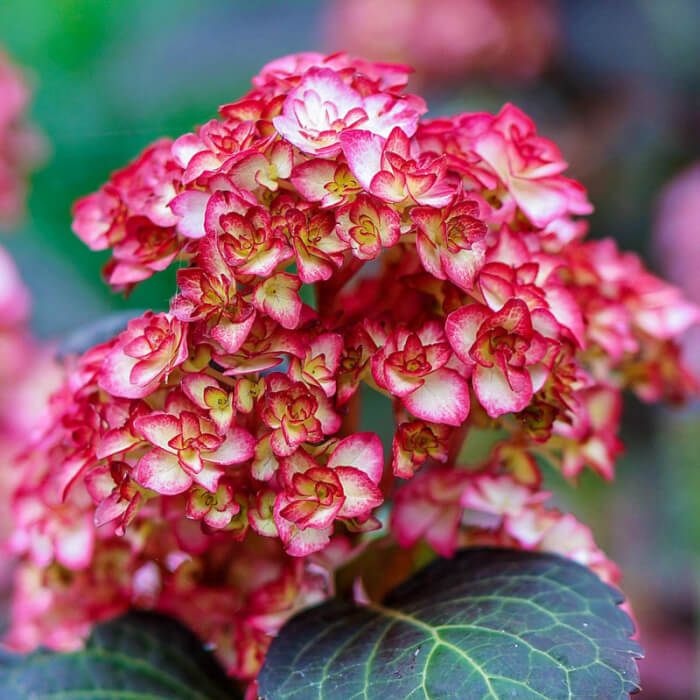14 Beautiful Hydrangea Flower Varieties - 105