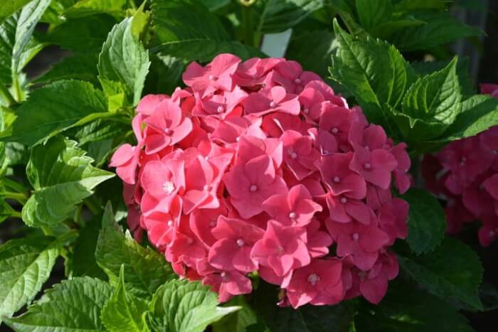14 Beautiful Hydrangea Flower Varieties - 107