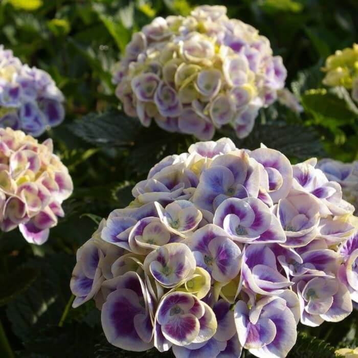 14 Beautiful Hydrangea Flower Varieties - 109