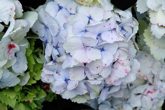 14 Beautiful Hydrangea Flower Varieties - 111