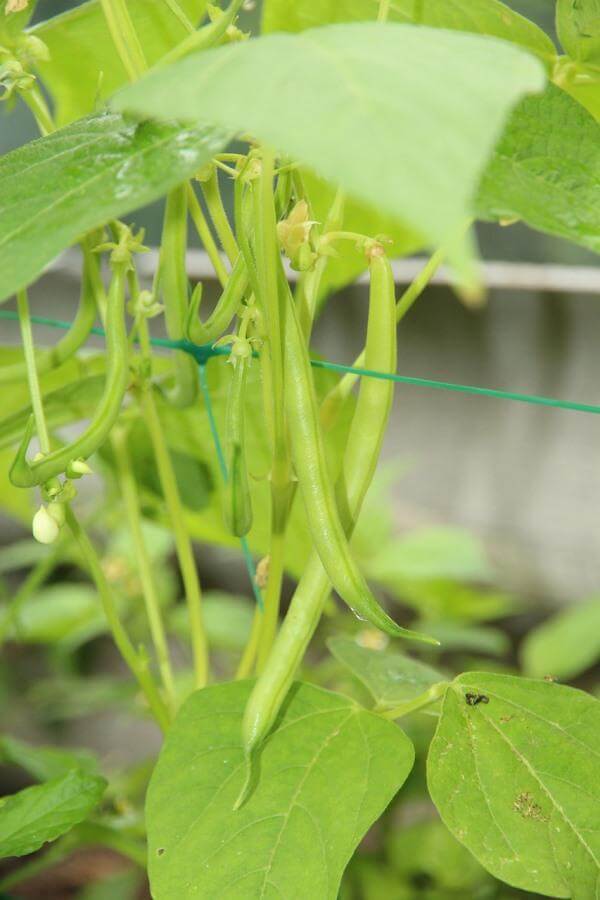 10 Best Vining Vegetable Plants for Saving Space