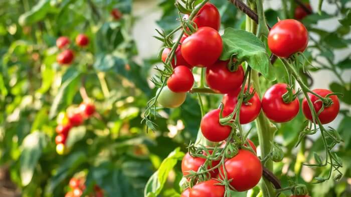 10 Best Vining Vegetable Plants for Saving Space