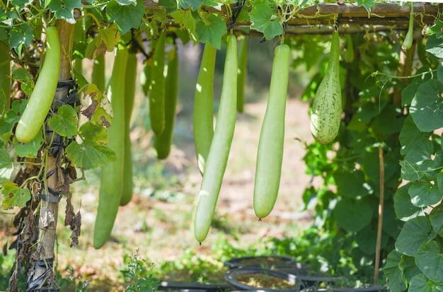 10 Best Vining Vegetable Plants for Saving Space