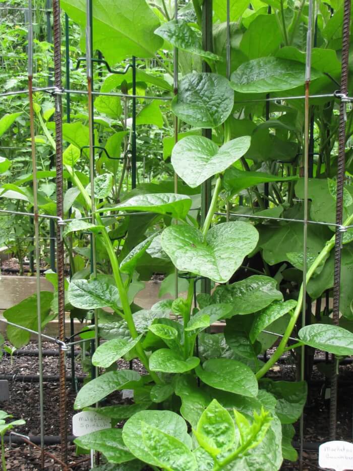 10 Best Vining Vegetable Plants for Saving Space