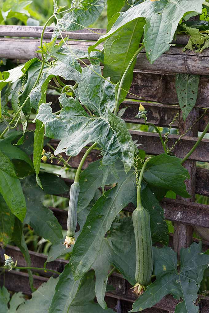 10 Best Vining Vegetable Plants for Saving Space