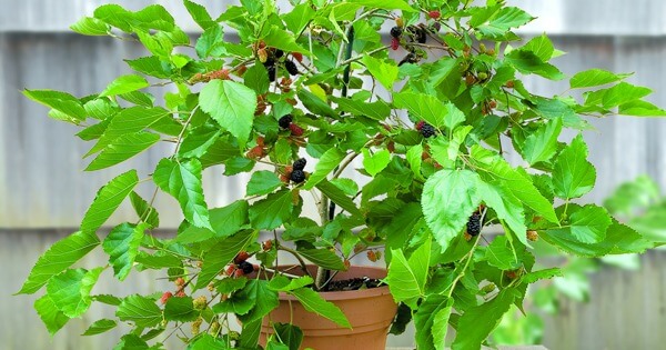 15 Popular Dwarf Fruit Varieties You Can Grow Easily In Containers - 97