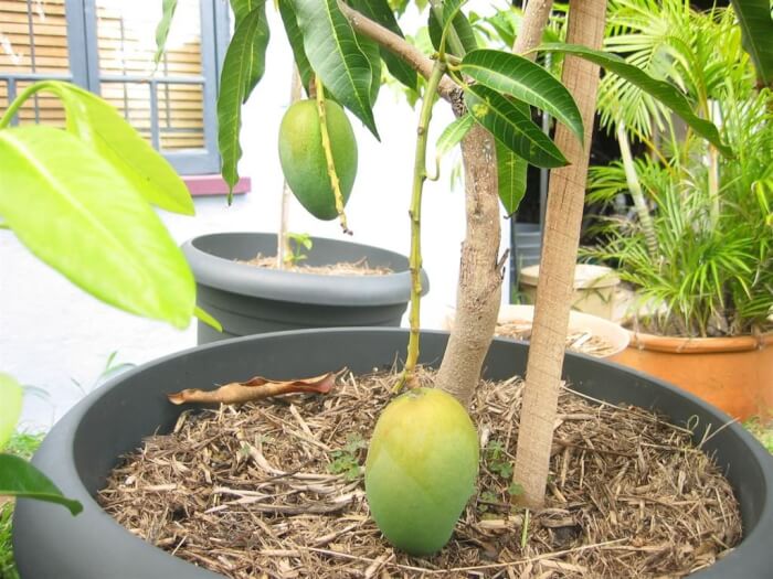 15 Popular Dwarf Fruit Varieties You Can Grow Easily In Containers - 103