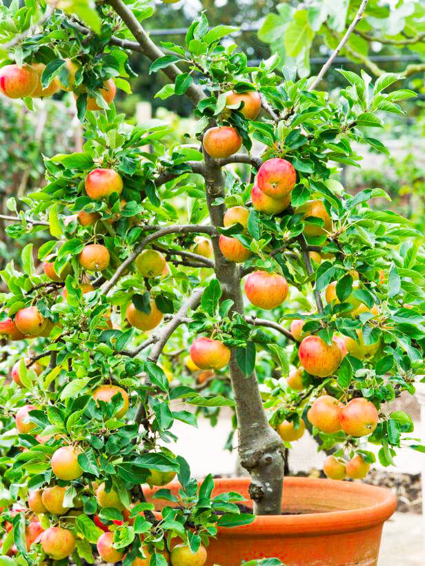 15 Popular Dwarf Fruit Varieties You Can Grow Easily In Containers - 105