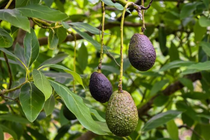 15 Popular Dwarf Fruit Varieties You Can Grow Easily In Containers - 109