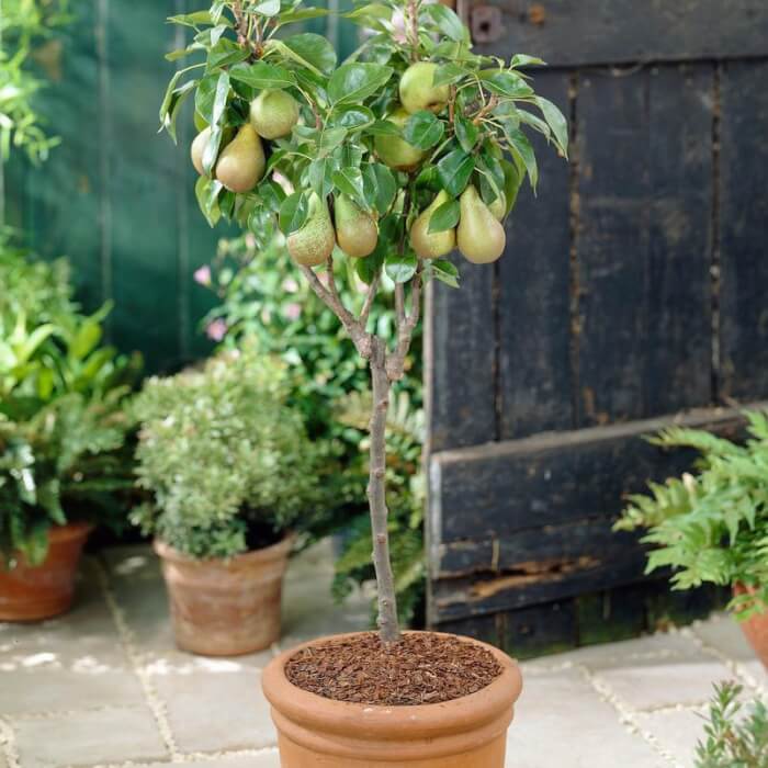 15 Popular Dwarf Fruit Varieties You Can Grow Easily In Containers - 111