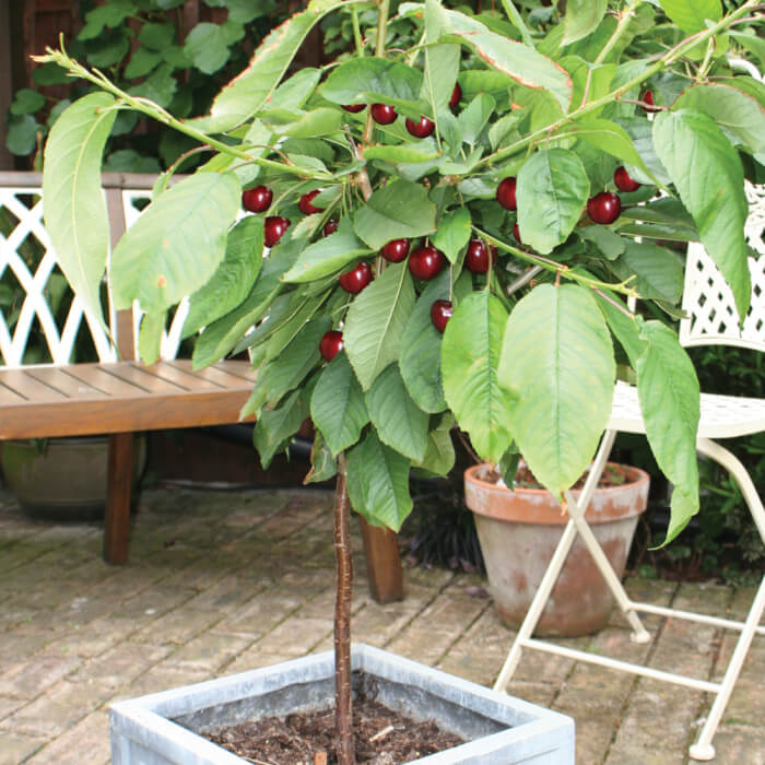 15 Popular Dwarf Fruit Varieties You Can Grow Easily In Containers - 121