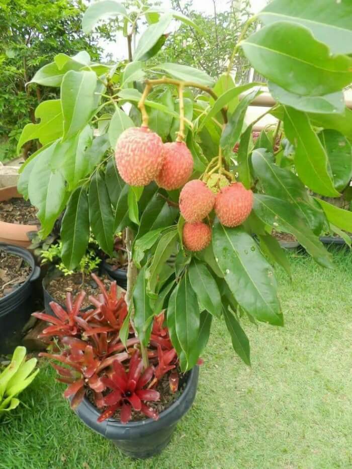 15 Popular Dwarf Fruit Varieties You Can Grow Easily In Containers - 123