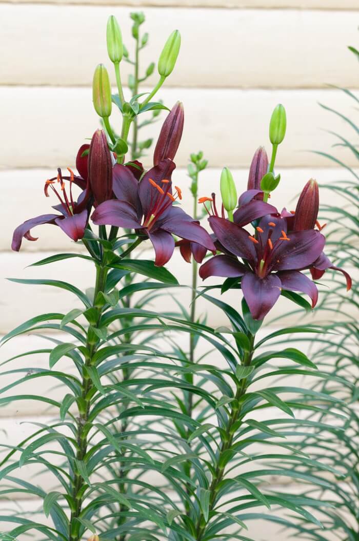 7 Beautiful Black Plants To Make A Big Statement In Your Garden - 49