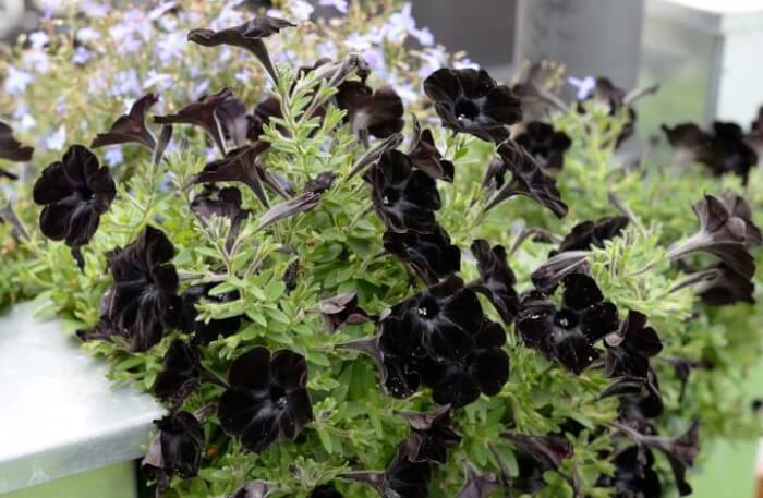 7 Beautiful Black Plants To Make A Big Statement In Your Garden - 61