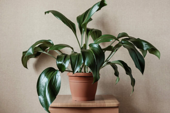 13 Easiest Indoor Plants without Care - 85