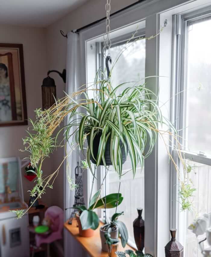 13 Easiest Indoor Plants without Care - 87