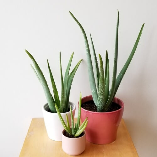 13 Easiest Indoor Plants without Care - 89