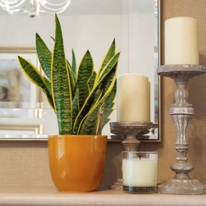 13 Easiest Indoor Plants without Care - 91