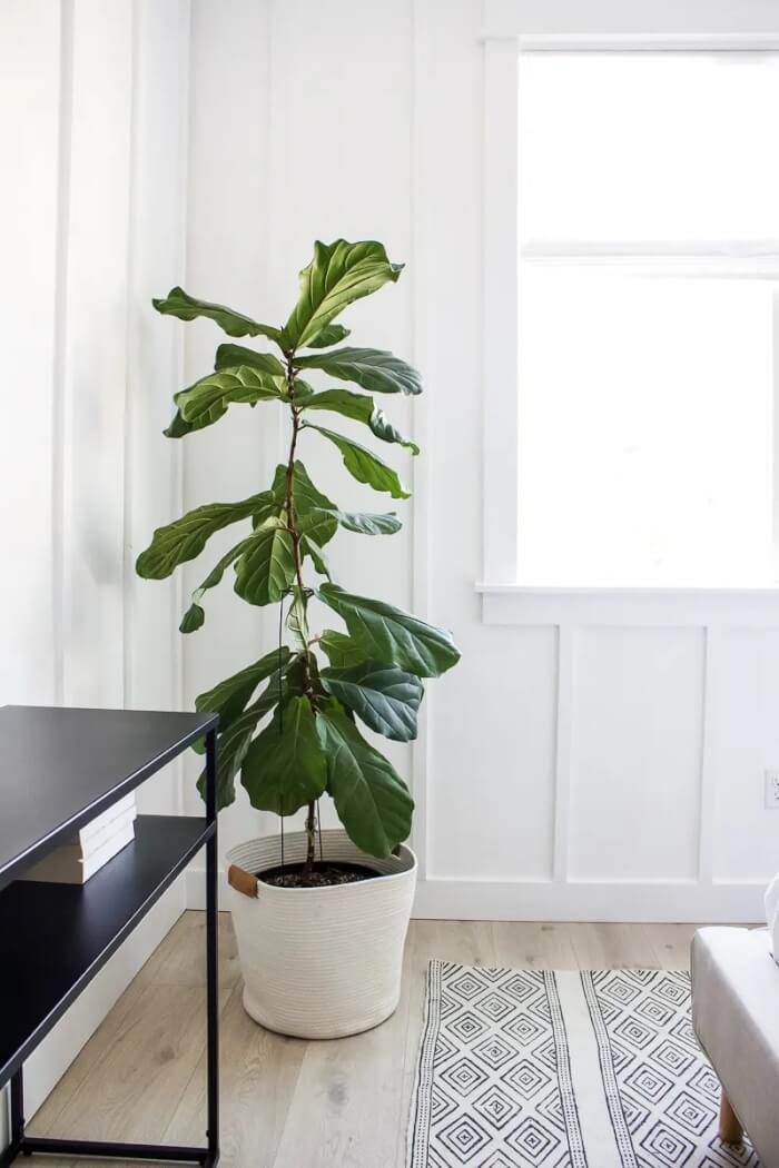 13 Easiest Indoor Plants without Care - 93