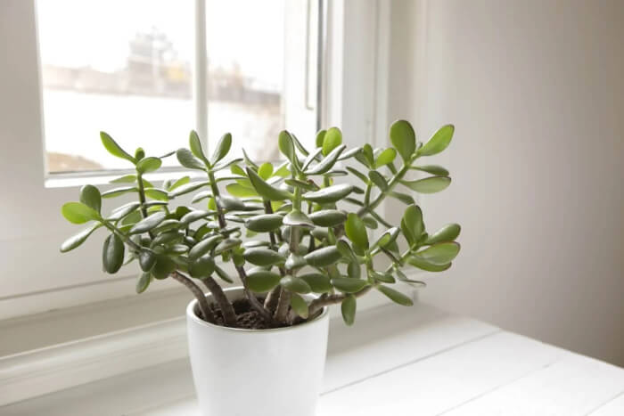 13 Easiest Indoor Plants without Care - 95