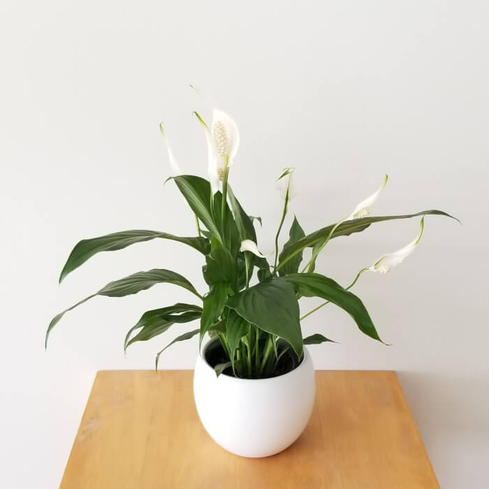 13 Easiest Indoor Plants without Care - 97