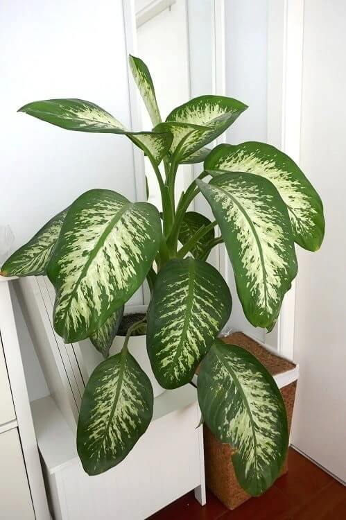 13 Easiest Indoor Plants without Care - 99