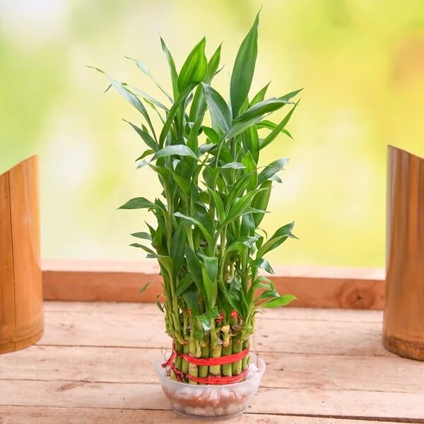 13 Easiest Indoor Plants without Care - 101