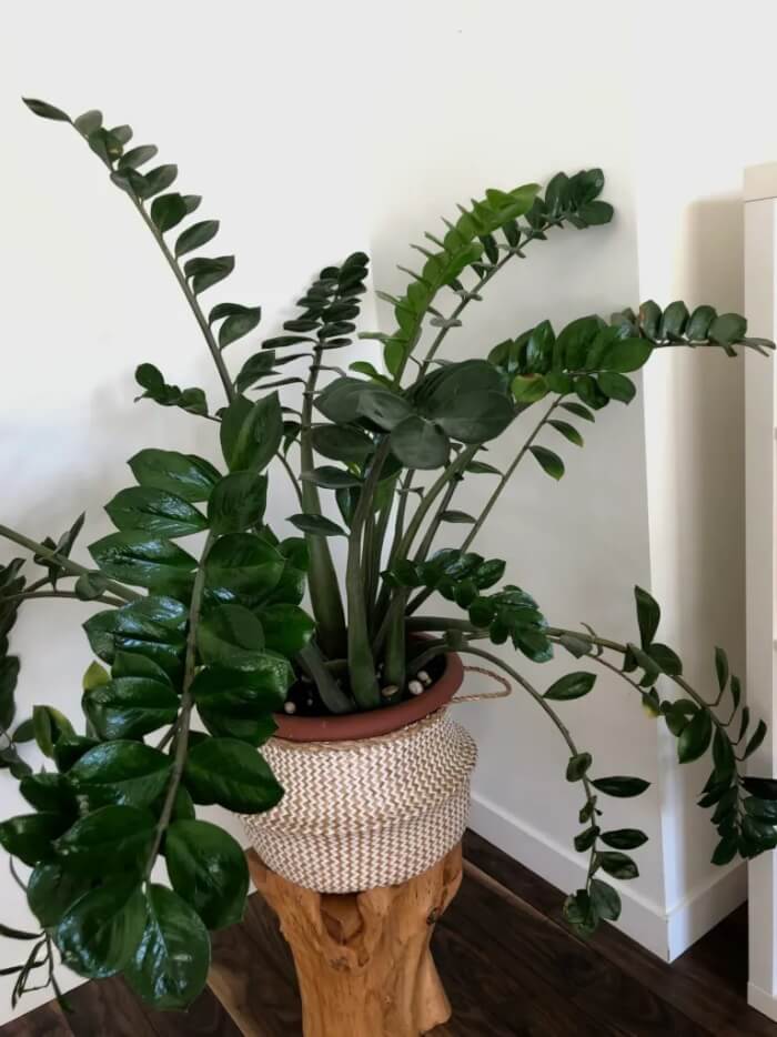 13 Easiest Indoor Plants without Care - 105