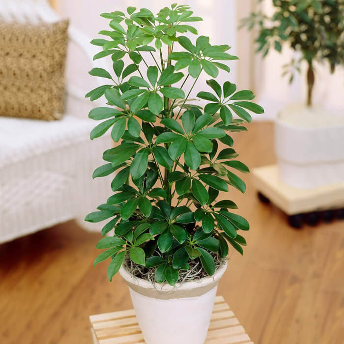 13 Easiest Indoor Plants without Care - 107