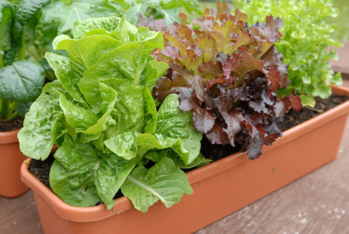 15 Fall Vegetables That Grow Quickly In Container Gardens - 105
