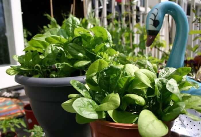 15 Fall Vegetables That Grow Quickly In Container Gardens - 107