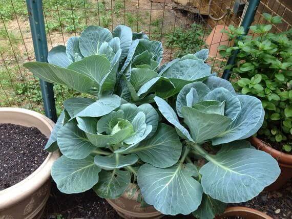 15 Fall Vegetables That Grow Quickly In Container Gardens - 111