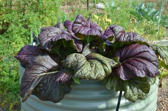 15 Fall Vegetables That Grow Quickly In Container Gardens - 113