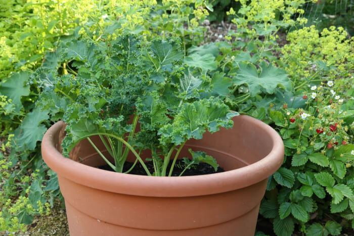 15 Fall Vegetables That Grow Quickly In Container Gardens - 117