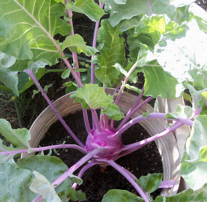 15 Fall Vegetables That Grow Quickly In Container Gardens - 119
