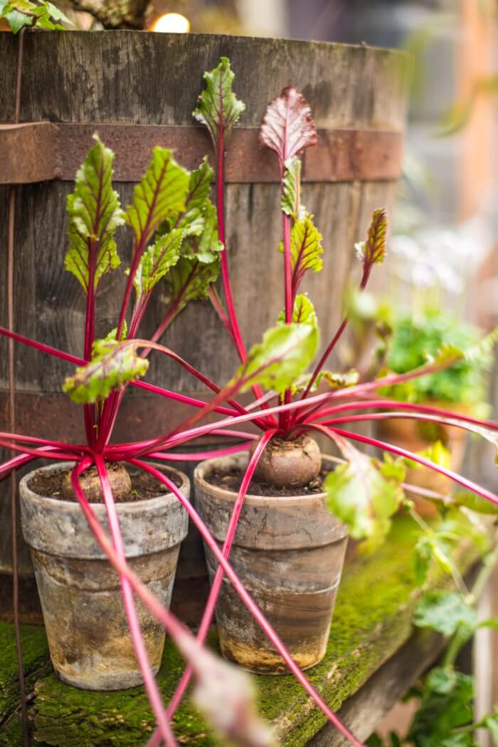 15 Fall Vegetables That Grow Quickly In Container Gardens - 125