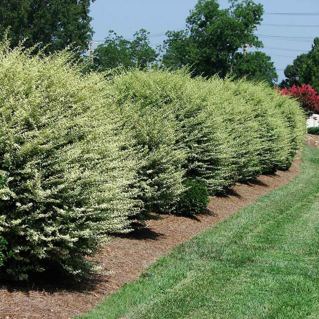 6 Fast-growing Trees That You Can Grow For A Natural Privacy Screen - 43