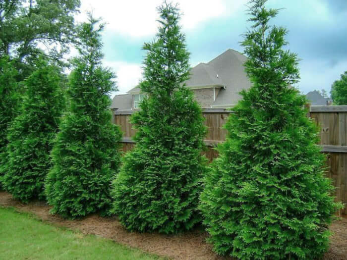 6 Fast-growing Trees That You Can Grow For A Natural Privacy Screen - 51