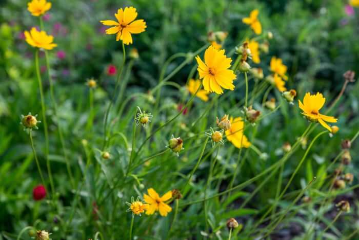 10 Best Flowers For Your Windy Gardens - 71