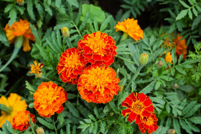 10 Best Flowers For Your Windy Gardens - 77