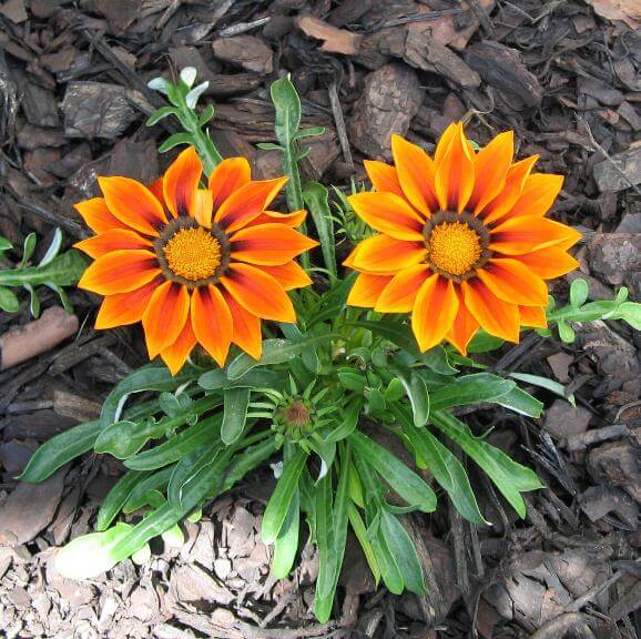 10 Best Flowers For Your Windy Gardens - 79