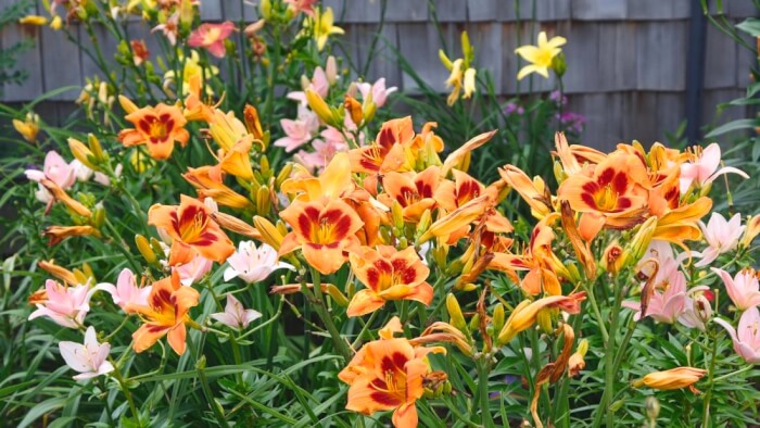 10 Best Flowers For Your Windy Gardens - 81