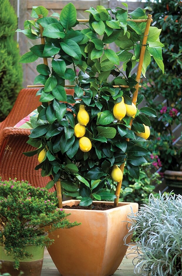 10 Fruit Trees That Can Grow In Containers - 69