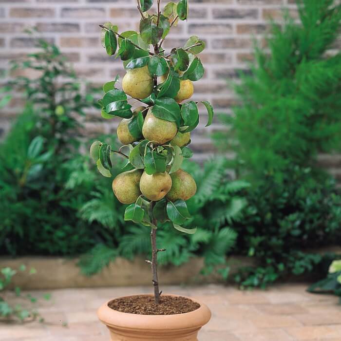 10 Fruit Trees That Can Grow In Containers - 73