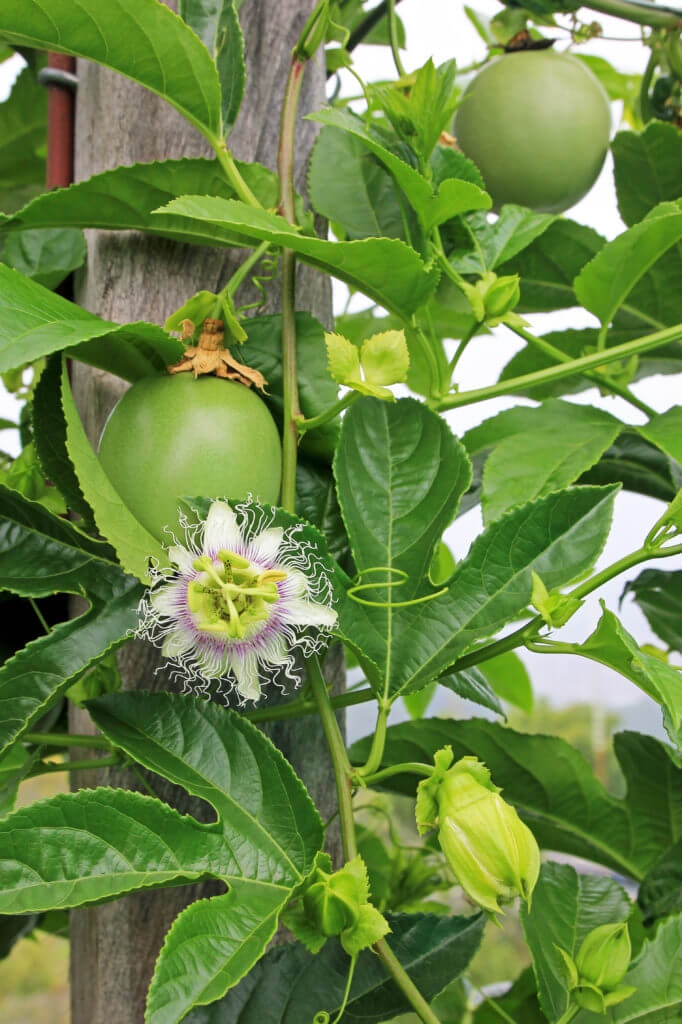 11 Best Climbing Fruits To Grow In The Garden - 73
