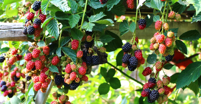 11 Best Climbing Fruits To Grow In The Garden - 75